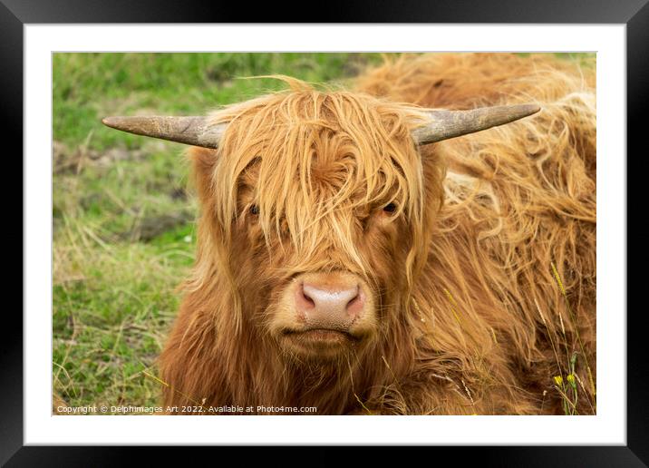 Highland cow portrait Framed Mounted Print by Delphimages Art