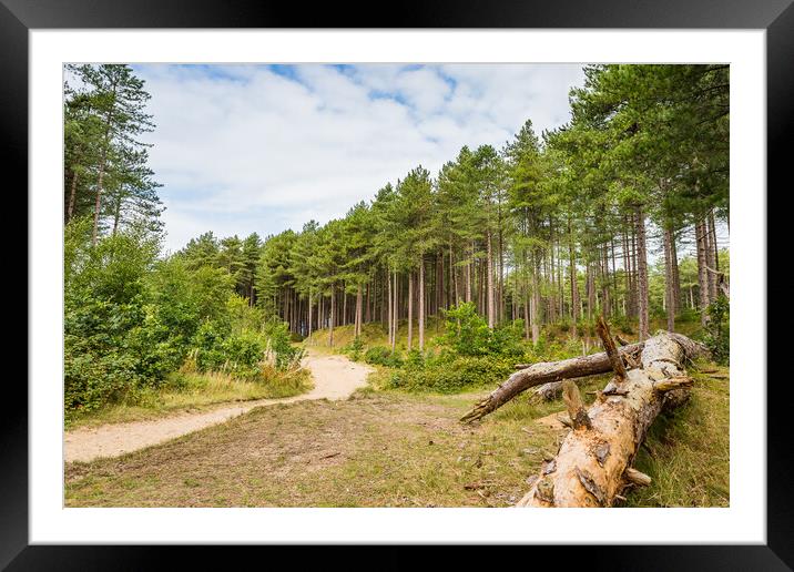 Winding pathway through Formby woods Framed Mounted Print by Jason Wells