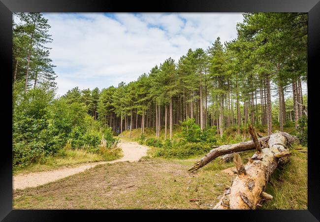 Winding pathway through Formby woods Framed Print by Jason Wells