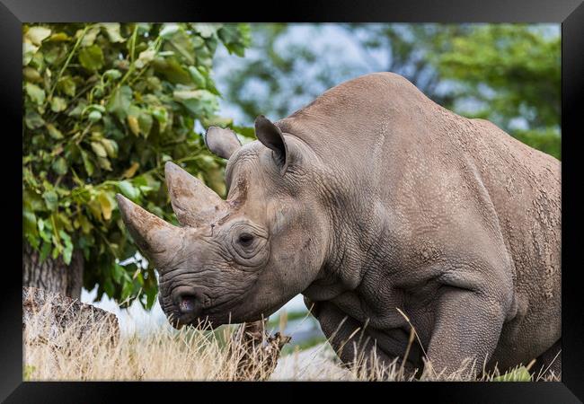 Black rhinoceros on the move Framed Print by Jason Wells