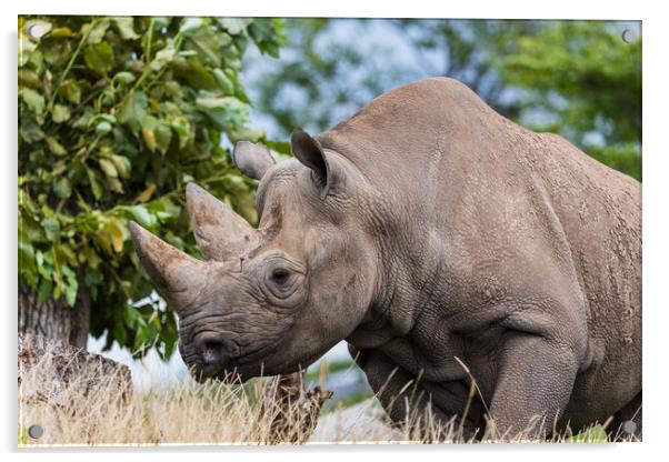 Black rhinoceros on the move Acrylic by Jason Wells