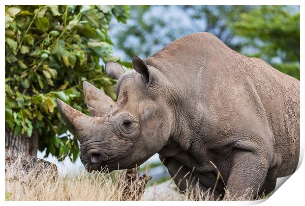 Black rhinoceros on the move Print by Jason Wells