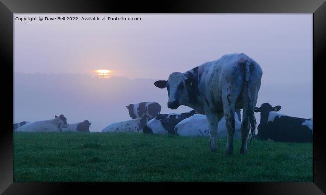A herd of cattle on top of a hill at sunrise in the mist Framed Print by Dave Bell