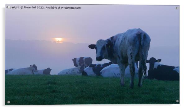 A herd of cattle on top of a hill at sunrise in the mist Acrylic by Dave Bell
