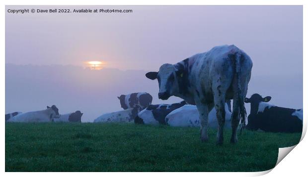 A herd of cattle on top of a hill at sunrise in the mist Print by Dave Bell