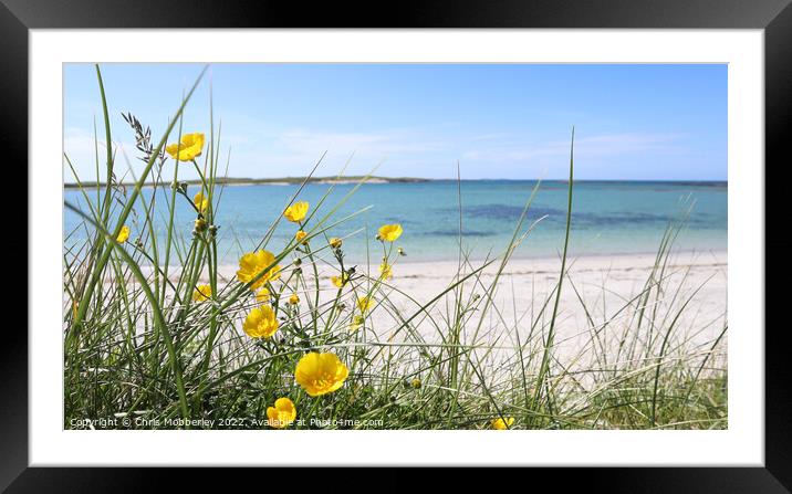 Buttercups on beach Framed Mounted Print by Chris Mobberley