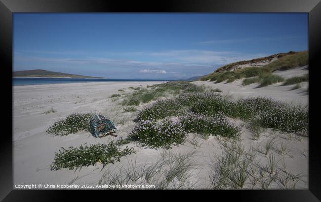 Flowers on Berneray beach Framed Print by Chris Mobberley