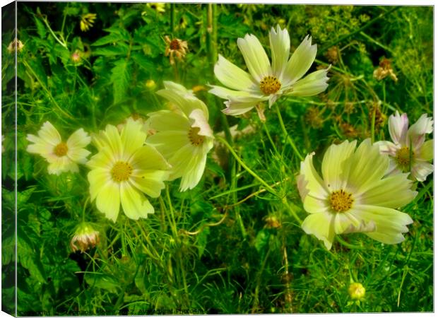 Dill Flowers Canvas Print by Stephanie Moore