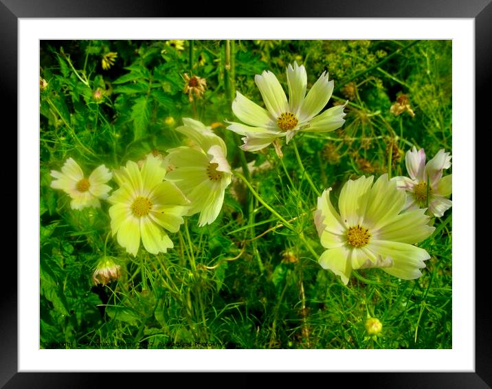 Dill Flowers Framed Mounted Print by Stephanie Moore