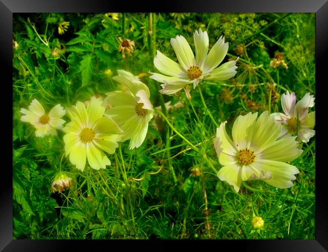 Dill Flowers Framed Print by Stephanie Moore