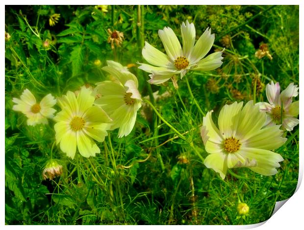 Dill Flowers Print by Stephanie Moore
