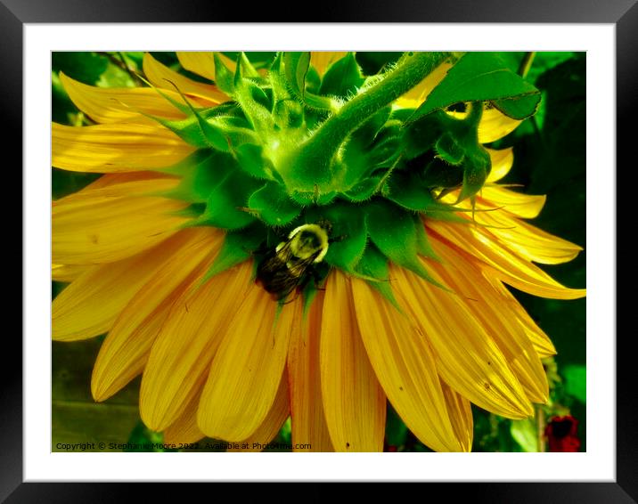 Sunflower and bee Framed Mounted Print by Stephanie Moore