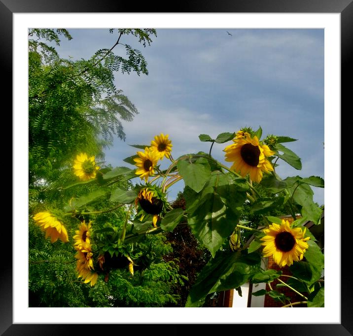 Sunflowers Framed Mounted Print by Stephanie Moore