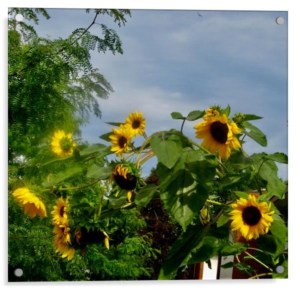 Sunflowers Acrylic by Stephanie Moore