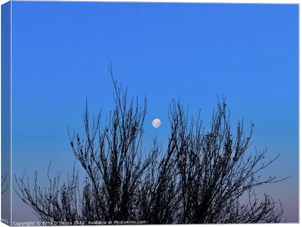 Full Moon behind Tree Branch Silhouettes Canvas Print by Errol D'Souza