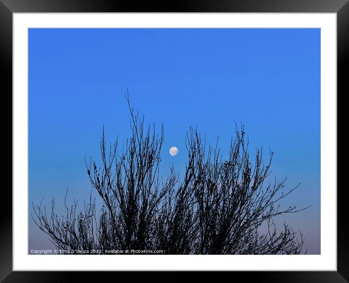 Full Moon behind Tree Branch Silhouettes Framed Mounted Print by Errol D'Souza