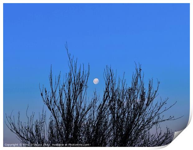 Full Moon behind Tree Branch Silhouettes Print by Errol D'Souza