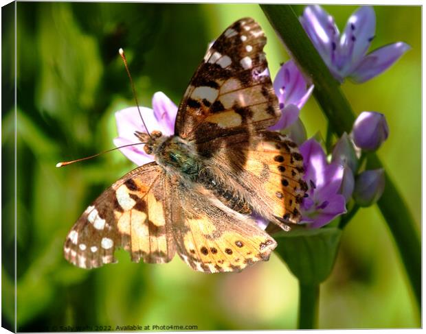 Painted lady butterfly  Canvas Print by Sally Wallis