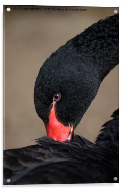 Black Swan Acrylic by rawshutterbug 
