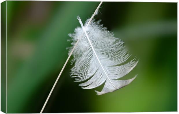 feather Canvas Print by Alan Tunnicliffe