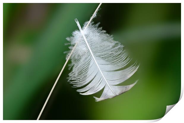 feather Print by Alan Tunnicliffe