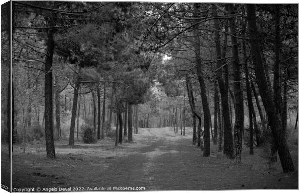 Forest of Monte Gordo in Monochrome Canvas Print by Angelo DeVal