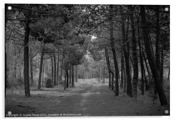 Forest of Monte Gordo in Monochrome Acrylic by Angelo DeVal