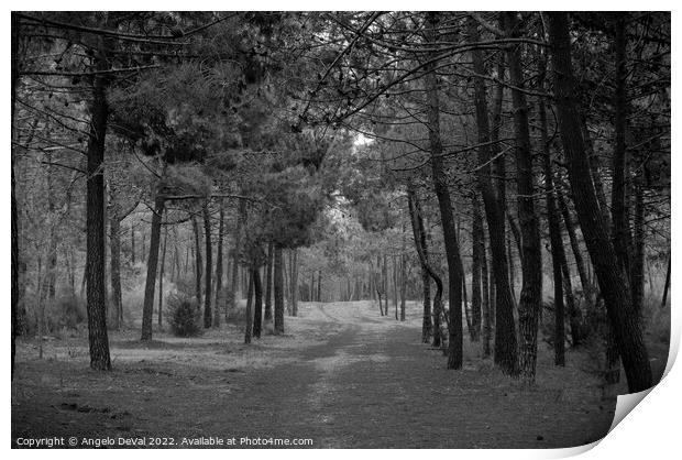 Forest of Monte Gordo in Monochrome Print by Angelo DeVal