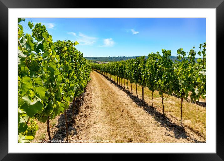 Vineyards in Wachau valley. Lower Austria. Framed Mounted Print by Sergey Fedoskin