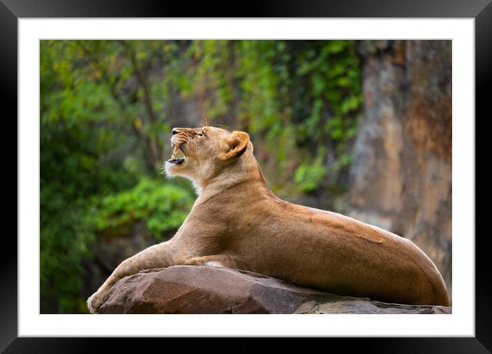 Lioness Roar Framed Mounted Print by Artur Bogacki