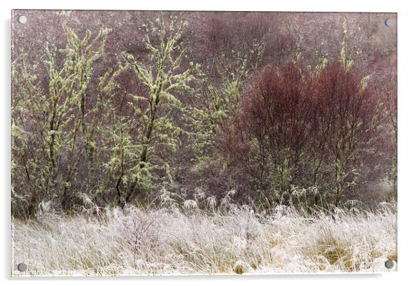 Native Woodland Hoar Frost and Birches Scotland Acrylic by Barbara Jones