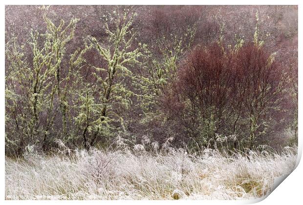 Native Woodland Hoar Frost and Birches Scotland Print by Barbara Jones
