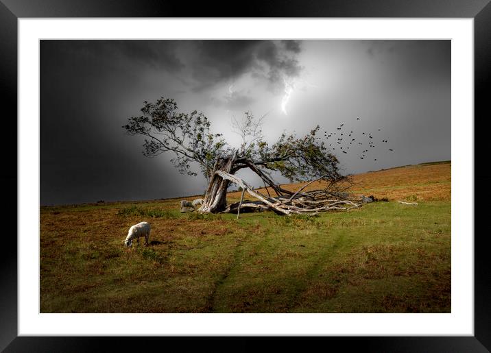 A broken tree in Brecon Framed Mounted Print by Leighton Collins