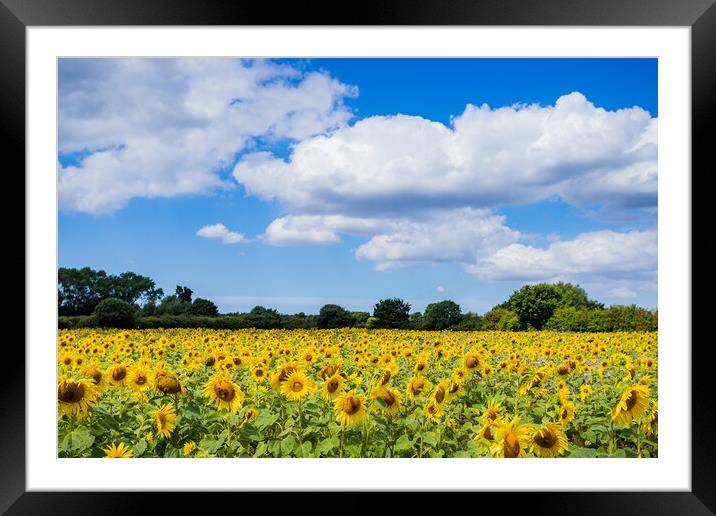 Sunflowers under a blue sky Framed Mounted Print by Jason Wells