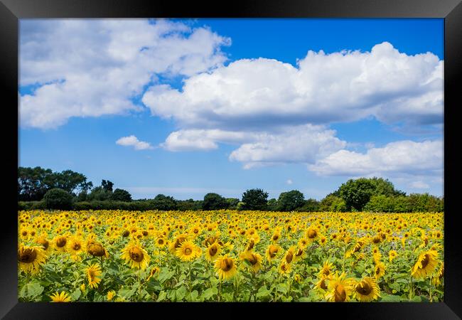 Sunflowers under a blue sky Framed Print by Jason Wells