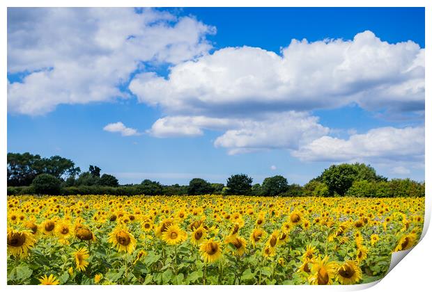 Sunflowers under a blue sky Print by Jason Wells