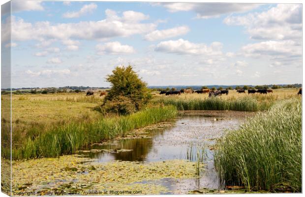 Cattle on bank of Pevensey Marsh Dyke Canvas Print by Sally Wallis