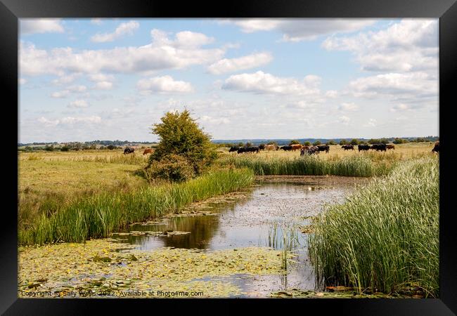 Cattle on bank of Pevensey Marsh Dyke Framed Print by Sally Wallis