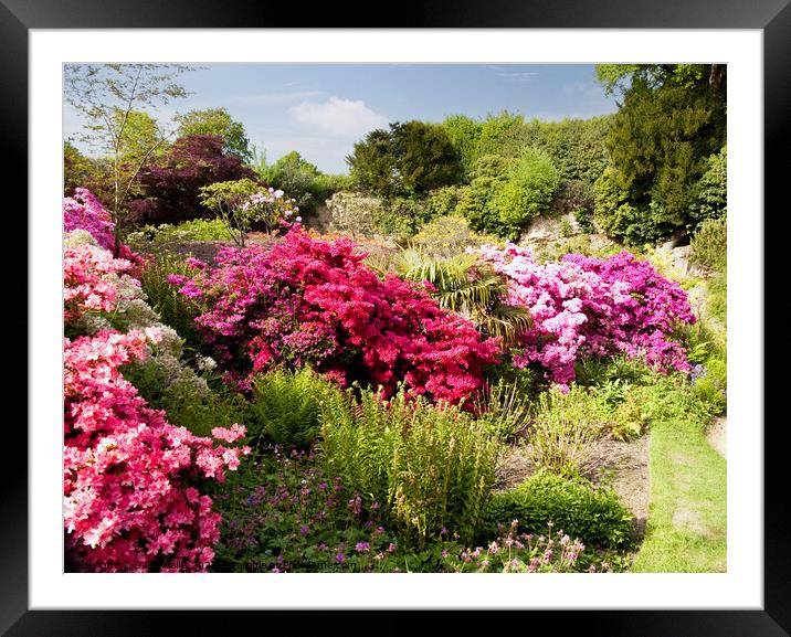 Colorful azaleas on garden bank Framed Mounted Print by Sally Wallis
