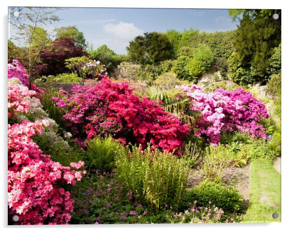 Colorful azaleas on garden bank Acrylic by Sally Wallis