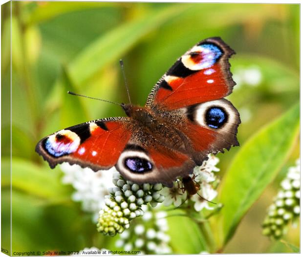 Peacock Butterfly on white flower Canvas Print by Sally Wallis