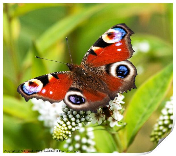 Peacock Butterfly on white flower Print by Sally Wallis