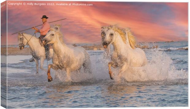 Camargue White horse at Sunset, france  Canvas Print by Holly Burgess