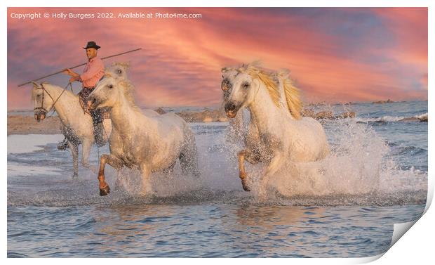Camargue White horse at Sunset, france  Print by Holly Burgess