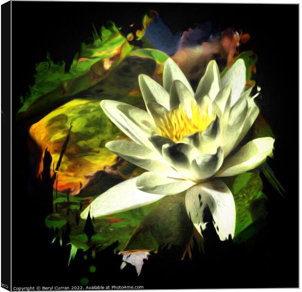 Immaculate Water Lily Canvas Print by Beryl Curran