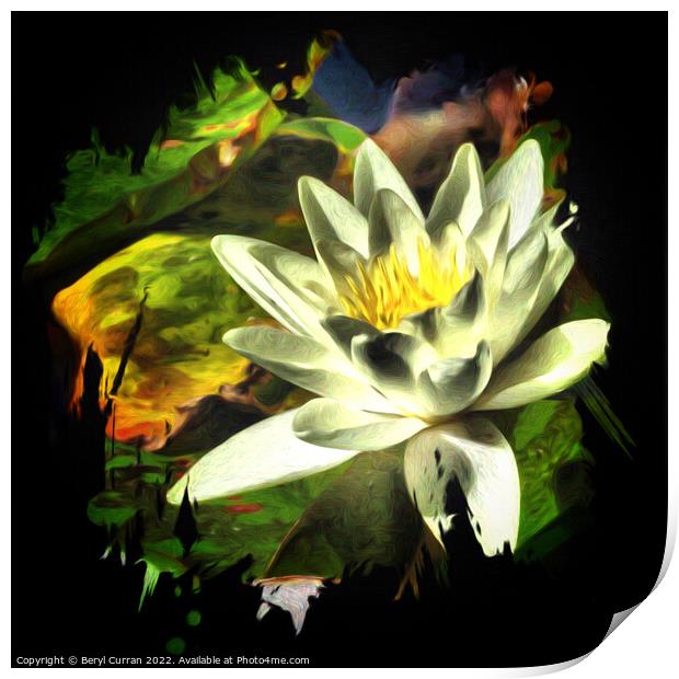 Immaculate Water Lily Print by Beryl Curran