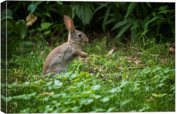 Young Rabbit In The Meadow Canvas Print by Artur Bogacki