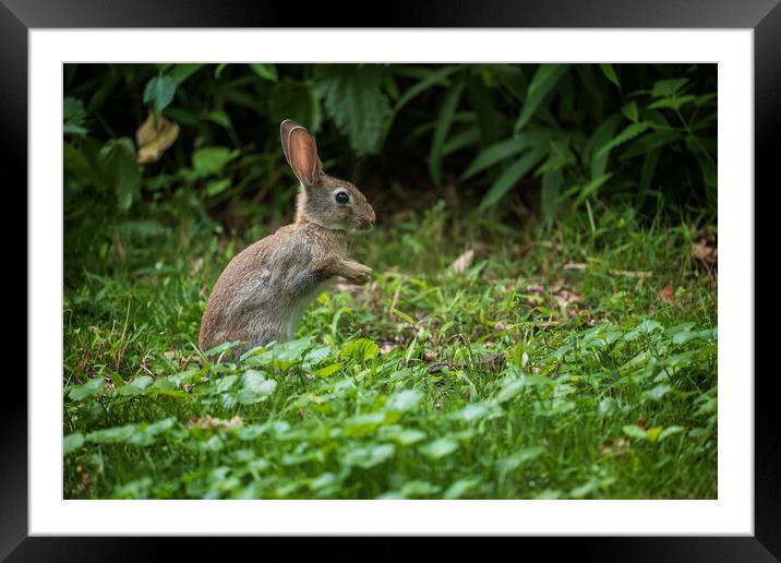 Young Rabbit In The Meadow Framed Mounted Print by Artur Bogacki