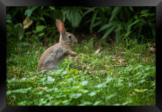 Young Rabbit In The Meadow Framed Print by Artur Bogacki