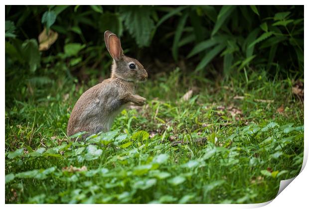 Young Rabbit In The Meadow Print by Artur Bogacki